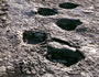 Impronte di dinosauri Lavini di Marco Rovereto Impronte di dinosauri Lavini di Marco Rovereto